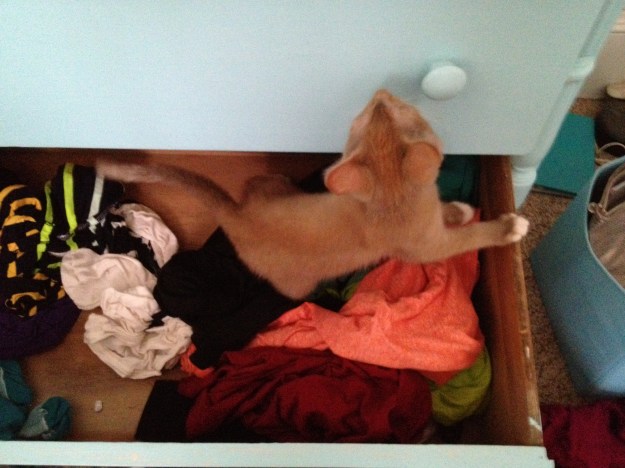 He is also very helpful at drawer organization.